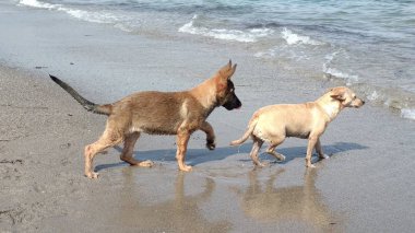 Denizde mutlu oynayan yavru köpekler