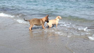 Denizde mutlu oynayan yavru köpekler