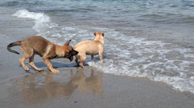 Denizde mutlu oynayan yavru köpekler