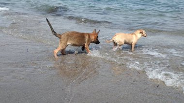 Denizde mutlu oynayan yavru köpekler