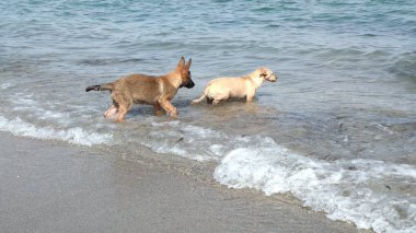 Denizde mutlu oynayan yavru köpekler
