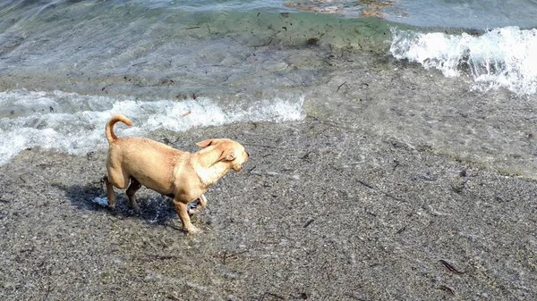 Sahilde oynayan küçük köpek yavrusu