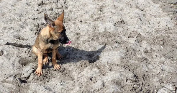 Anak anjing kecil bermain di pantai — Stok Foto