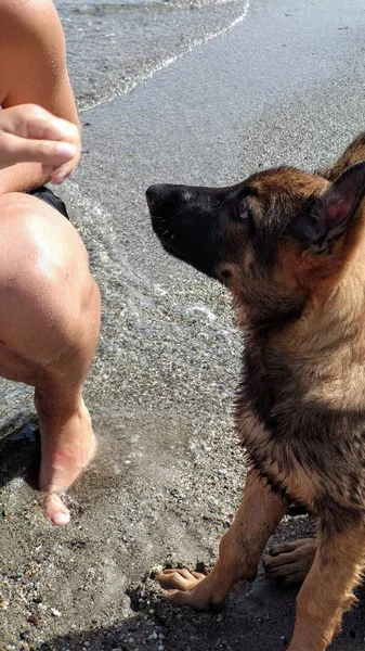 Sahilde oynayan küçük köpek yavrusu