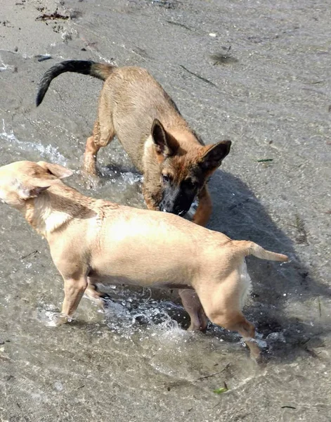 Denizde mutlu oynayan yavru köpekler