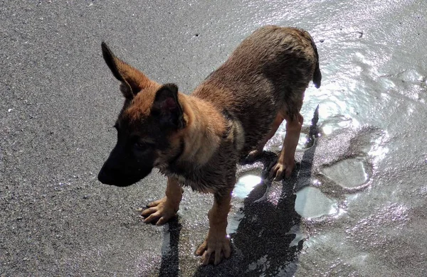 Sahilde oynayan küçük köpek yavrusu