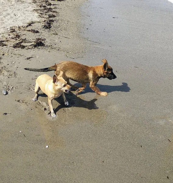 Denizde mutlu oynayan yavru köpekler