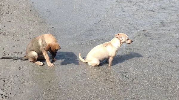 Denizde mutlu oynayan yavru köpekler