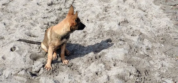 Little puppy playing on the beach — Stock Photo, Image