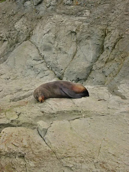 koyunları grubu - Yeni Zelanda