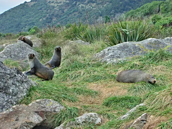 Sheeps Group New Zealand — Stock Photo, Image