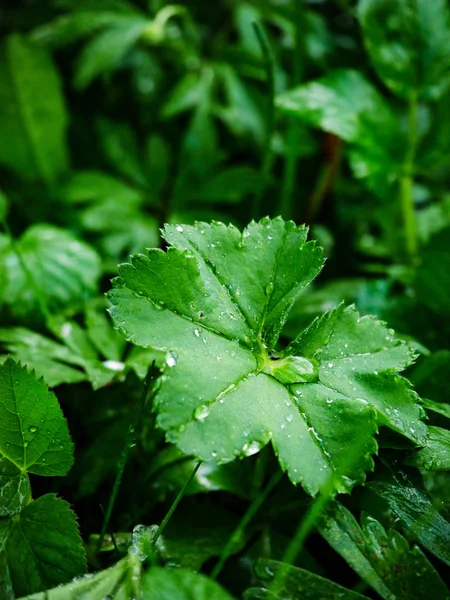 Kırmızı şarap ile su damlası