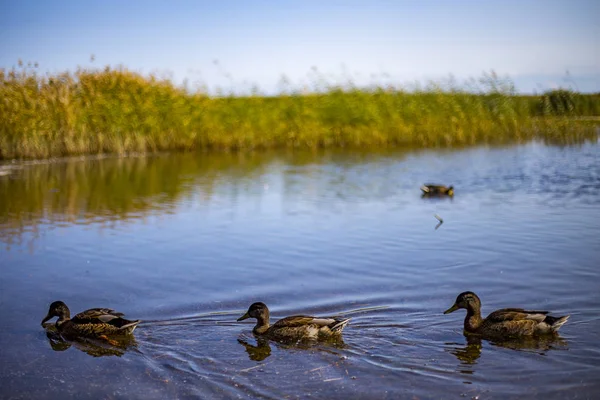 pato blanco come pan.