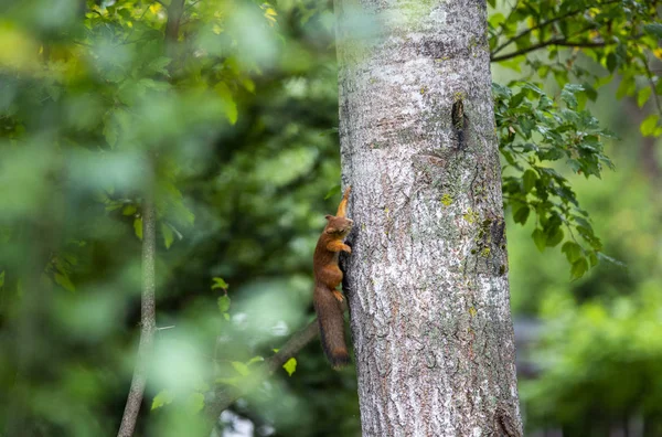 Tırmanacak bir ağaç küçük sincap. 