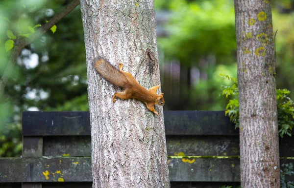 Little Squirrel Climbing Tree — Stock Photo, Image