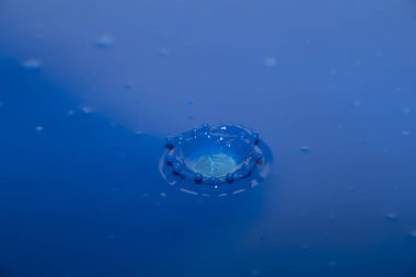 Tırmanacak bir ağaç küçük sincap. 