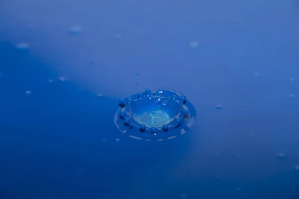 Tırmanacak bir ağaç küçük sincap. 