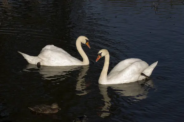 İki kuğular gölde Toplantı.