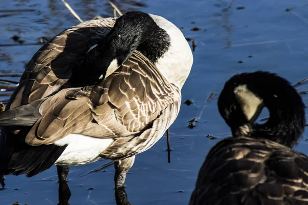 Yabani kuş kendi vücut temizliği.