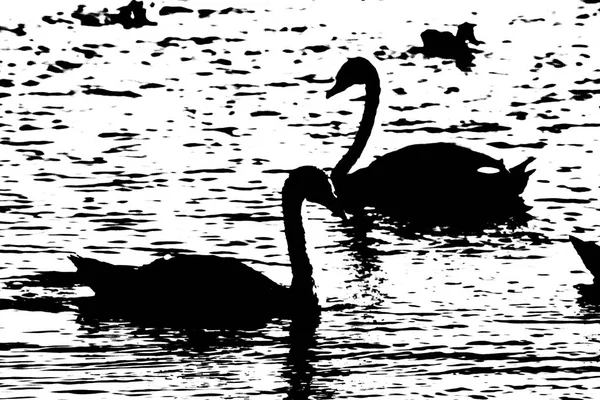 Two swans swimming in the lake