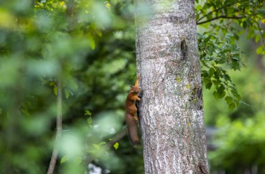 Sevimli bir sincap ağaç tırmanıyor.