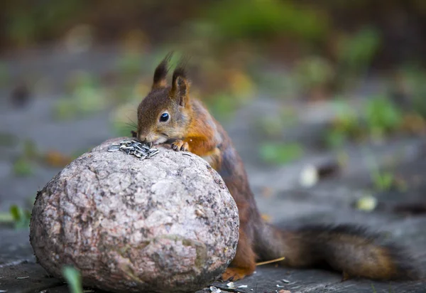 Bir sincap ayçiçeği tohumu yiyor.