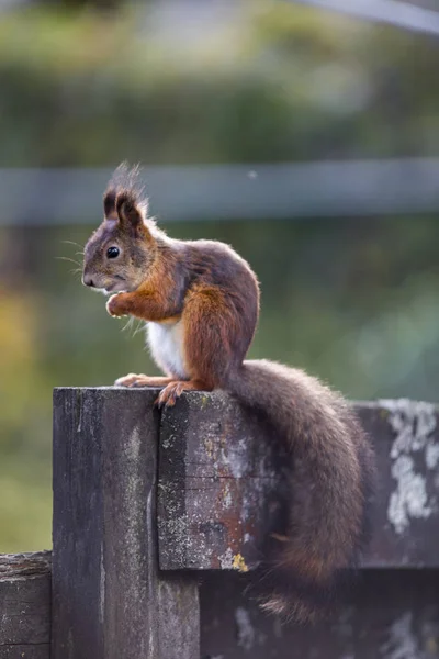 Bir sincap benim arka bahçemde yiyecek bulma.
