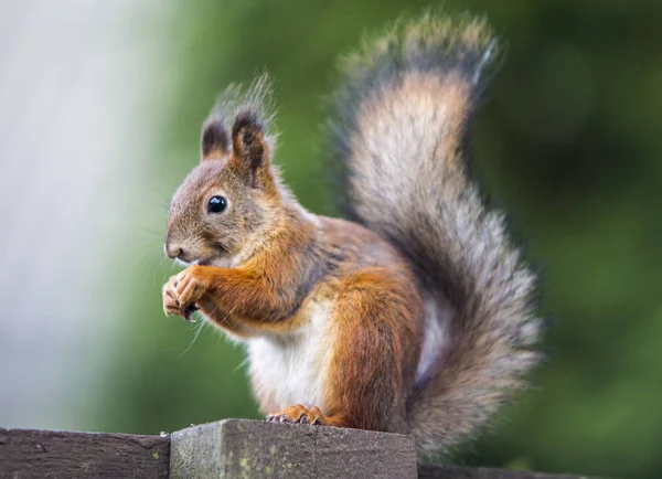 Bir sincap benim arka bahçemde yiyecek bulma.