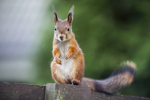 Bir sincap benim arka bahçemde yiyecek bulma.