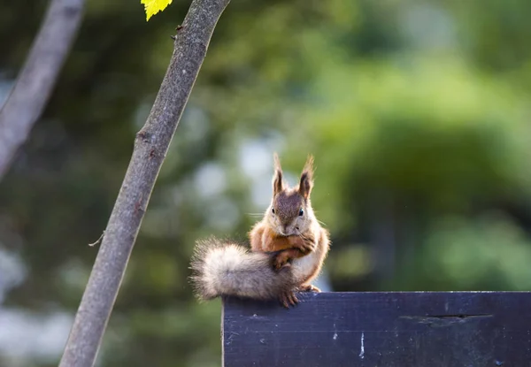 Bir sincap benim arka bahçemde yiyecek bulma.