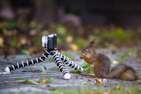Esquilo Bonito Quer Ser Fotógrafo — Fotografia de Stock