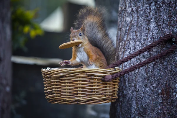 Sevimli bir sincap onun bisküvi keyif alıyor.