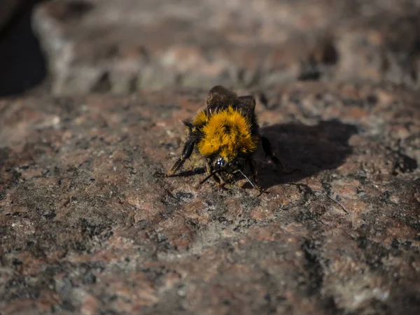 Bir arı karşıdan karşıya geçerken.