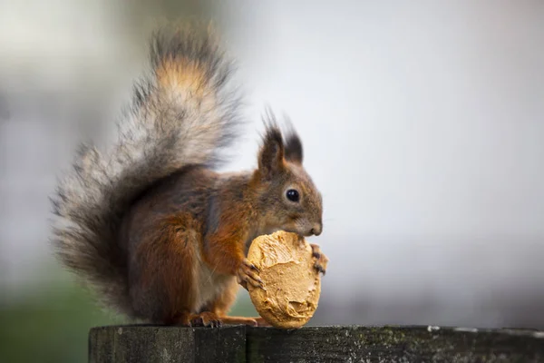 Sevimli bir sincap onun bisküvi keyif alıyor.