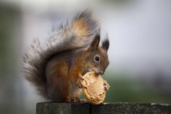 Sevimli bir sincap onun bisküvi keyif alıyor.