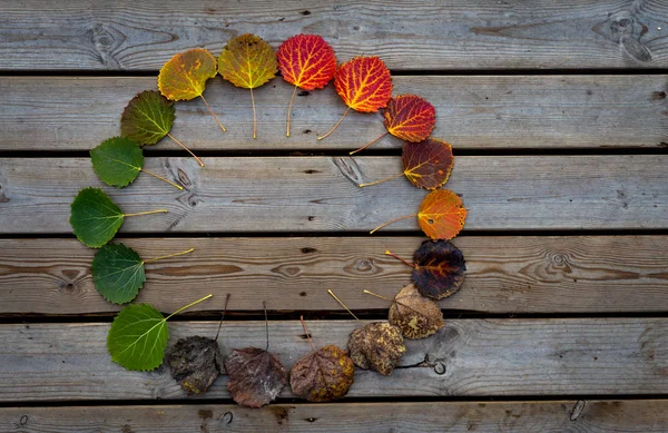 Tüm süreç bir yaprak yaşam.