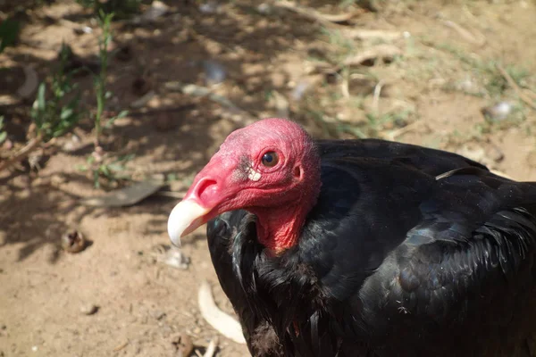 Hindi akbabası, Türkiye şahin olarak Kuzey Amerika bazı bölgelerde ve bazı alanlarda Karayip John karga ya da leş kargası, olarak da bilinen yeni Dünya akbabaları en yaygın olduğunu.