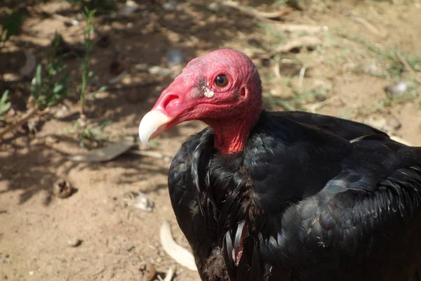 Hindi akbabası, Türkiye şahin olarak Kuzey Amerika bazı bölgelerde ve bazı alanlarda Karayip John karga ya da leş kargası, olarak da bilinen yeni Dünya akbabaları en yaygın olduğunu.