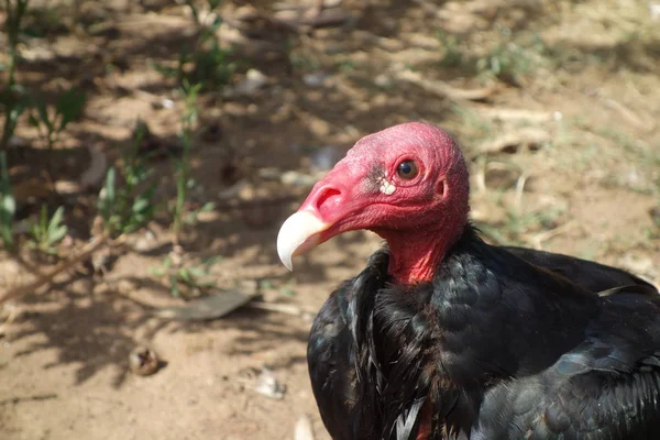 Hindi akbabası, Türkiye şahin olarak Kuzey Amerika bazı bölgelerde ve bazı alanlarda Karayip John karga ya da leş kargası, olarak da bilinen yeni Dünya akbabaları en yaygın olduğunu.