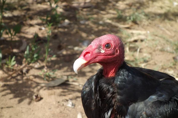 Hindi akbabası, Türkiye şahin olarak Kuzey Amerika bazı bölgelerde ve bazı alanlarda Karayip John karga ya da leş kargası, olarak da bilinen yeni Dünya akbabaları en yaygın olduğunu.