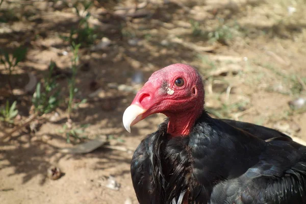Hindi akbabası, Türkiye şahin olarak Kuzey Amerika bazı bölgelerde ve bazı alanlarda Karayip John karga ya da leş kargası, olarak da bilinen yeni Dünya akbabaları en yaygın olduğunu.