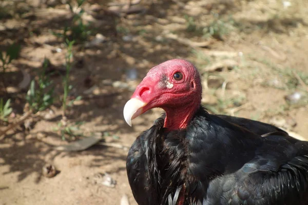Hindi akbabası, Türkiye şahin olarak Kuzey Amerika bazı bölgelerde ve bazı alanlarda Karayip John karga ya da leş kargası, olarak da bilinen yeni Dünya akbabaları en yaygın olduğunu.