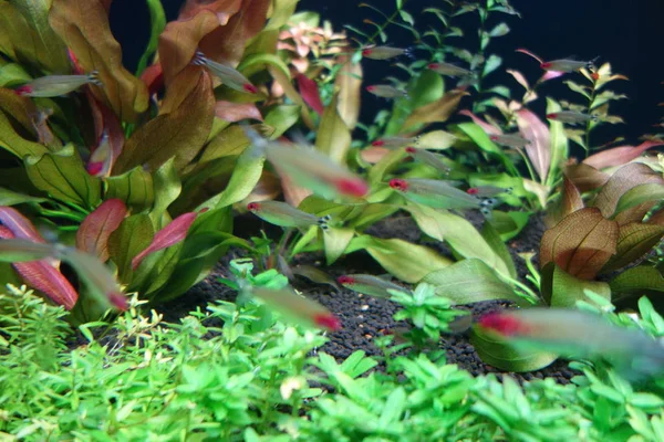 Deniz yaşamı, ya da deniz yaşam veya okyanus yaşam, bitkiler, hayvanlar ve deniz ya da okyanus tuzlu suda yaşayan diğer organizmaların olduğunu.