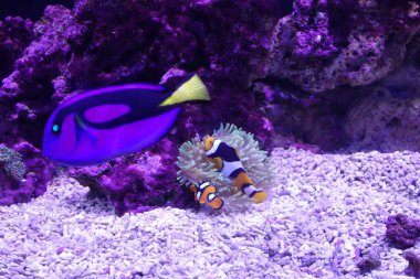 Deniz yaşamı, ya da deniz yaşam veya okyanus yaşam, bitkiler, hayvanlar ve deniz ya da okyanus tuzlu suda yaşayan diğer organizmaların olduğunu.