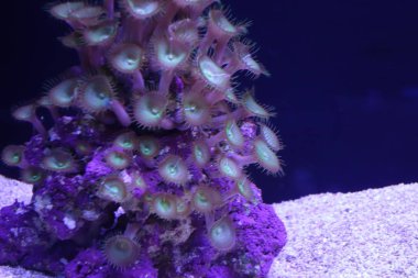 Deniz yaşamı, ya da deniz yaşam veya okyanus yaşam, bitkiler, hayvanlar ve deniz ya da okyanus tuzlu suda yaşayan diğer organizmaların olduğunu.