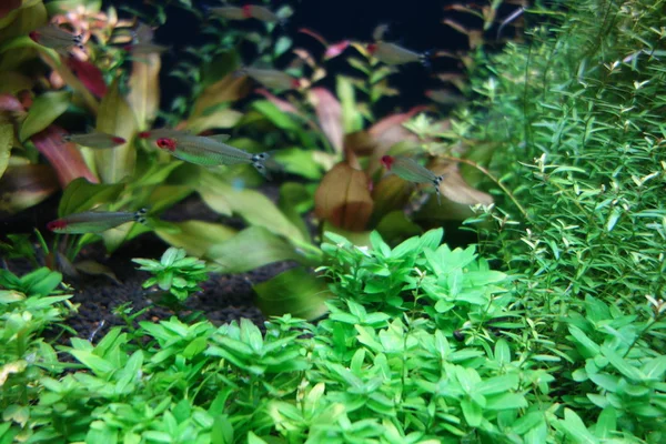 Deniz yaşamı, ya da deniz yaşam veya okyanus yaşam, bitkiler, hayvanlar ve deniz ya da okyanus tuzlu suda yaşayan diğer organizmaların olduğunu.