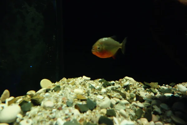 Deniz yaşamı, ya da deniz yaşam veya okyanus yaşam, bitkiler, hayvanlar ve deniz ya da okyanus tuzlu suda yaşayan diğer organizmaların olduğunu.