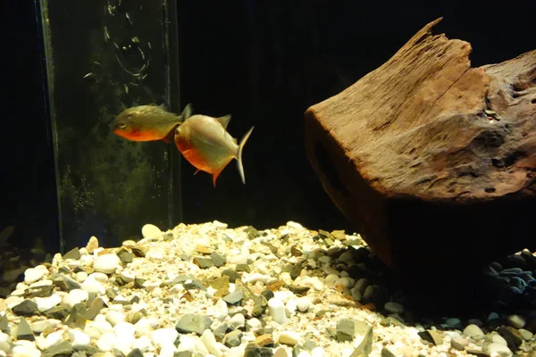 Deniz yaşamı, ya da deniz yaşam veya okyanus yaşam, bitkiler, hayvanlar ve deniz ya da okyanus tuzlu suda yaşayan diğer organizmaların olduğunu.