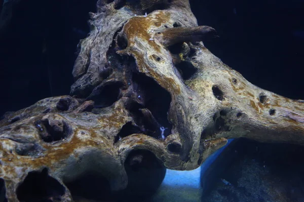 Deniz yaşamı, ya da deniz yaşam veya okyanus yaşam, bitkiler, hayvanlar ve deniz ya da okyanus tuzlu suda yaşayan diğer organizmaların olduğunu.