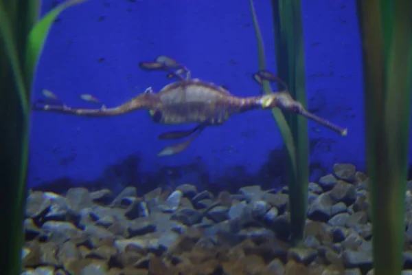 Deniz yaşamı, ya da deniz yaşam veya okyanus yaşam, bitkiler, hayvanlar ve deniz ya da okyanus tuzlu suda yaşayan diğer organizmaların olduğunu.